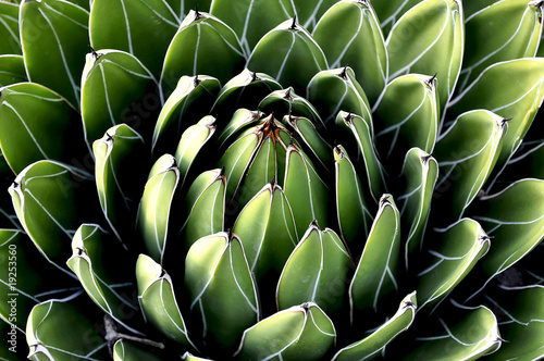 Königin Victoria Agave, victoria-regina