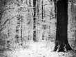 Winter forest