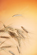 Wheat