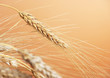 Wheat