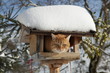 Katze im Vogelhaus