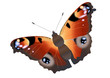 beautiful batterfly