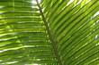 Feuille de palmier