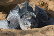 Tortue luth
