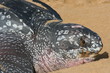 Tortue luth