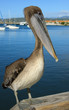 Beautiful  Pelican