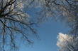 alberi brinati