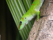 Gecko Profil @mauritius
