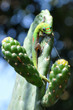 gecko auf kaktus@hawaii
