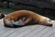 Seelöwe Pier39