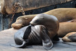 Beauty @pier39
