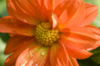 Orange Bloom Orange Bloom