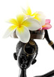 fille africaine panier frangipanier statuette noire fond blanc fille africaine panier frangipanier statuette noire fond blanc