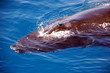 Humpback whale