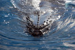 Humpback whale