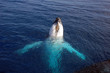 Humpback whale