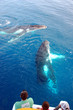 People on a whale watching trip