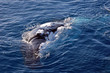 Humpback whale