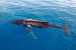 Humpback whale
