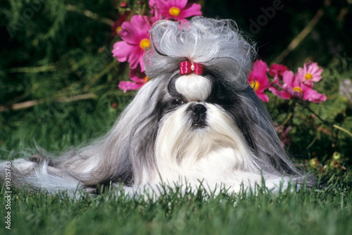 chien shih tzu