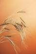 Wheat