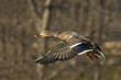 Mallard Duck In Flight