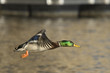 Mallard Duck In Flight