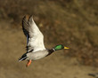 Mallard Duck In Flight