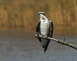 Perched Osprey