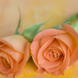 Rosen apricot