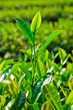 Tea leaves Tea leaves