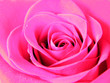 Rosenblüte