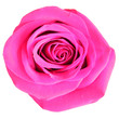 Rosenblüte