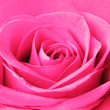 Rosenblüte
