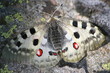 farfalla alpina protetta