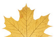 Maple leaf