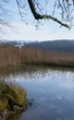 Schilfgürtel im winterlichen See