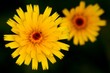 fiori gialli