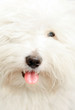 Pure Coton de Tuléar dog