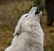 Wolfsheulen
