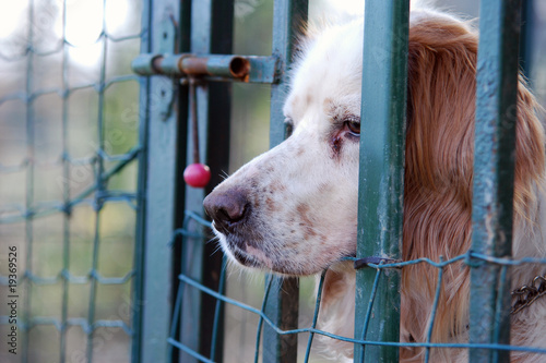 Photo: sad dog sad dog