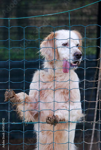 Photo: sad dog sad dog