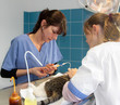 chirurgie vétérinaire