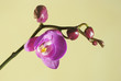 Blooming violet orchids flower