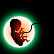 Fetus