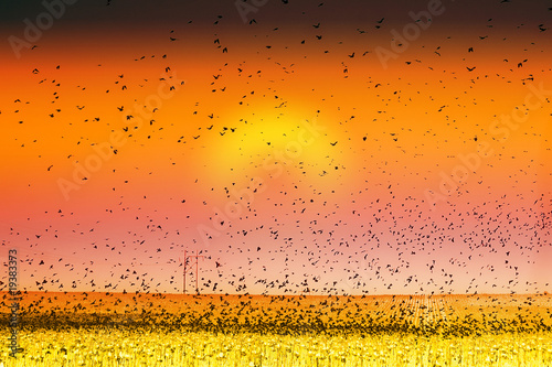 Photo: Bird Land Sunset Fine Art Photography Print Bird Land Sunset Fine Art Photography Print