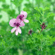 Zimtduftgeranie; Pelargonium Cinnamomum