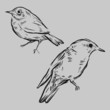 Hand drawn birds