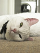 Head of a saucy cat