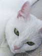Head of a sad white cat